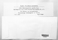 Cladosporium iridis image